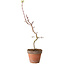 Acer palmatum Shishigashira, 55 cm, ± 12 ans, avec un nebari de 2,5 cm