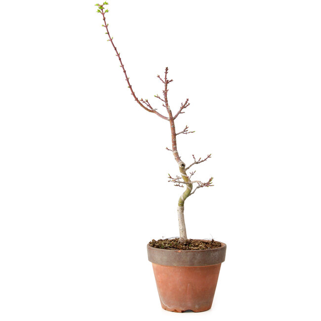Acer palmatum Shishigashira, 55 cm, ± 12 ans, avec un nebari de 2,5 cm