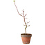 Acer palmatum Shishigashira, 55 cm, ± 12 anni, con nebari di 2,5 cm