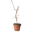 Acer palmatum Shishigashira, 55 cm, ± 12 ans, avec un nebari de 2,5 cm