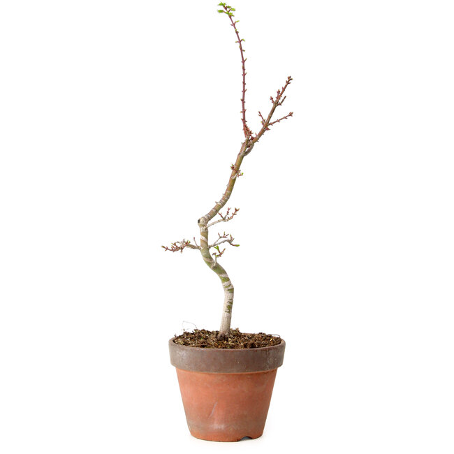 Acer palmatum Shishigashira, 55 cm, ca. 12 Jahre alt, mit einem Wurzelhals von 2,5 cm