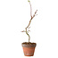 Acer palmatum Shishigashira, 55 cm, ± 12 jaar oud, met een nebari van 2,5 cm