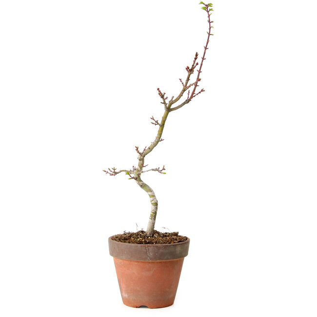 Acer palmatum Shishigashira, 55 cm, ± 12 anni, con nebari di 2,5 cm