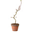 Acer palmatum Shishigashira, 55 cm, ± 12 años, con un nebari de 2,5 cm