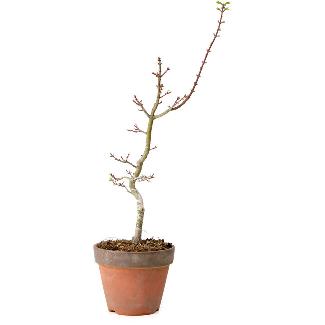 Acer palmatum Shishigashira, 55 cm, ± 12 jaar oud, met een nebari van 2,5 cm