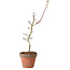 Acer palmatum Shishigashira, 55 cm, ± 12 anni, con nebari di 2,5 cm