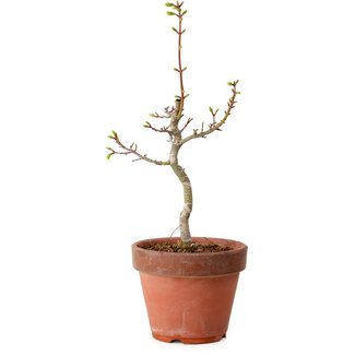Acer palmatum Shishigashira, 38 cm, ± 12 anni