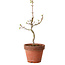 Acer palmatum Shishigashira, 38 cm, ± 12 jaar oud, met een nebari van 2,5 cm