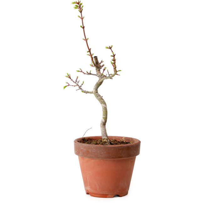Acer palmatum Shishigashira, 38 cm, ± 12 jaar oud, met een nebari van 2,5 cm