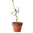 Acer palmatum Shishigashira, 38 cm, ± 12 jaar oud, met een nebari van 2,5 cm