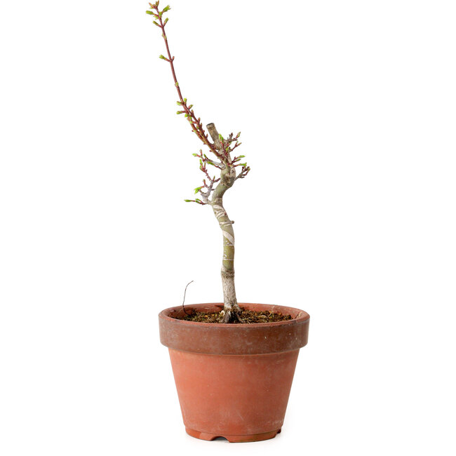 Acer palmatum Shishigashira, 38 cm, ± 12 jaar oud, met een nebari van 2,5 cm