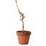 Acer palmatum Shishigashira, 38 cm, ± 12 jaar oud, met een nebari van 2,5 cm