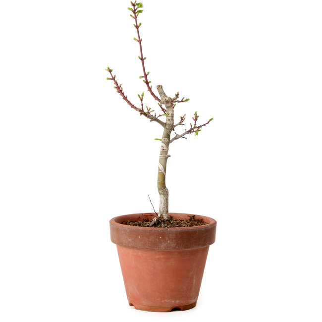 Acer palmatum Shishigashira, 38 cm, ± 12 jaar oud, met een nebari van 2,5 cm