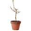 Acer palmatum Shishigashira, 38 cm, ± 12 jaar oud, met een nebari van 2,5 cm
