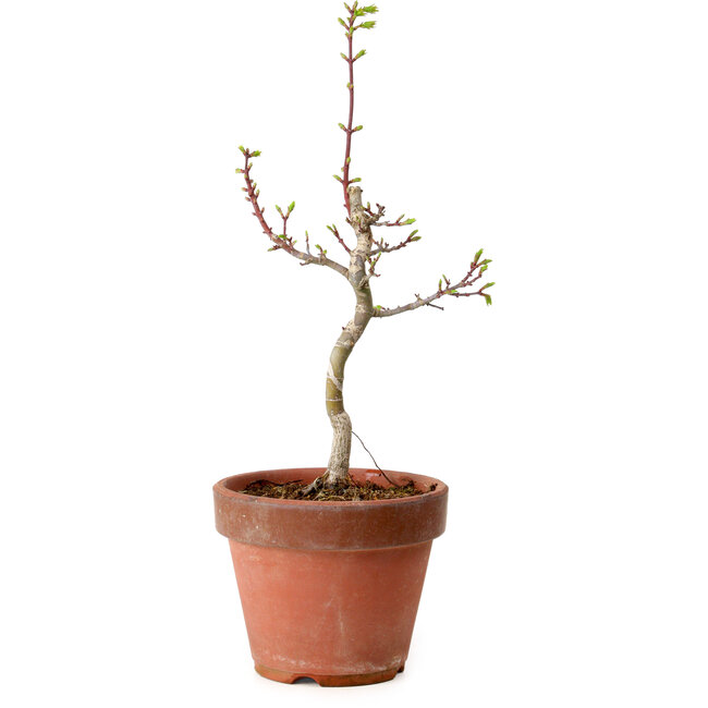 Acer palmatum Shishigashira, 38 cm, ± 12 jaar oud, met een nebari van 2,5 cm