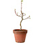 Acer palmatum Shishigashira, 38 cm, ± 12 jaar oud, met een nebari van 2,5 cm