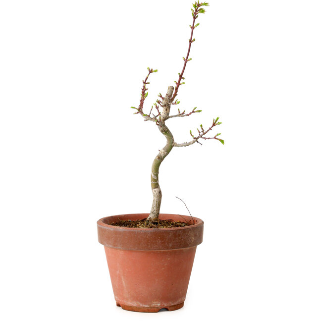 Acer palmatum Shishigashira, 38 cm, ± 12 jaar oud, met een nebari van 2,5 cm