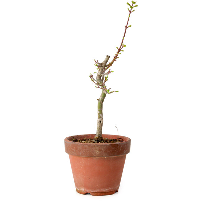 Acer palmatum Shishigashira, 38 cm, ± 12 jaar oud, met een nebari van 2,5 cm