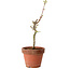 Acer palmatum Shishigashira, 38 cm, ± 12 jaar oud, met een nebari van 2,5 cm