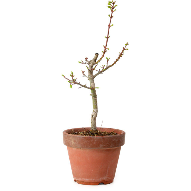 Acer palmatum Shishigashira, 38 cm, ± 12 jaar oud, met een nebari van 2,5 cm