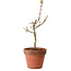 Acer palmatum Shishigashira, 38 cm, ± 12 jaar oud, met een nebari van 2,5 cm
