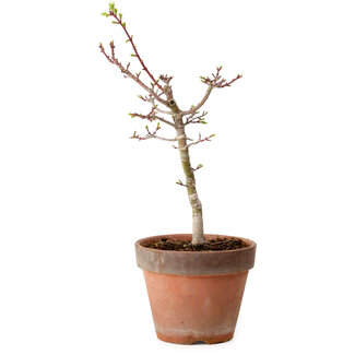 Acer palmatum Shishigashira, 36 cm, ± 12 anni