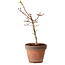 Acer palmatum Shishigashira, 36 cm, ± 12 years old, with a nebari of 2,5 cm