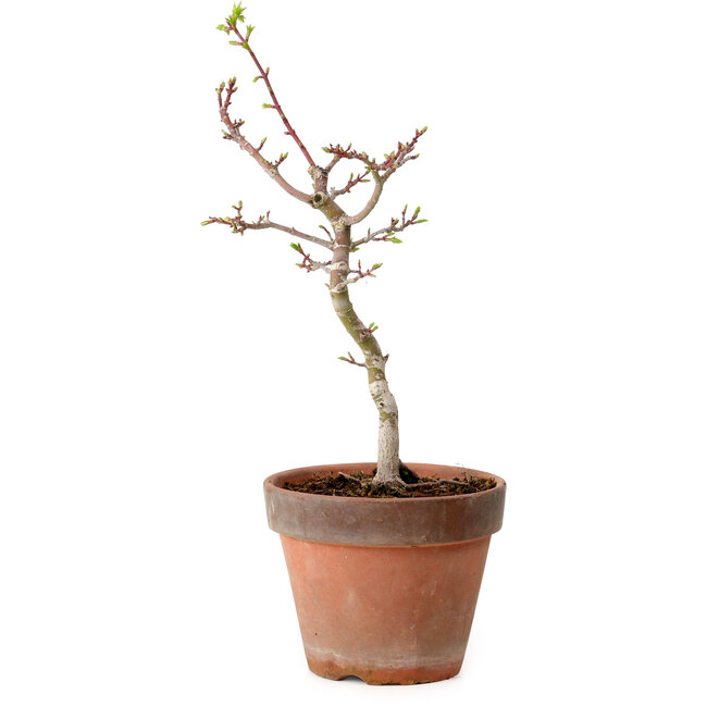 Acer palmatum Shishigashira, 36 cm, ± 12 anni, con nebari di 2,5 cm
