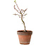 Acer palmatum Shishigashira, 36 cm, ± 12 years old, with a nebari of 2,5 cm