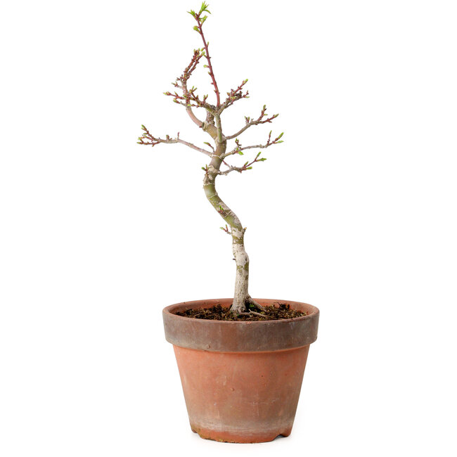 Acer palmatum Shishigashira, 36 cm, ± 12 jaar oud, met een nebari van 2,5 cm