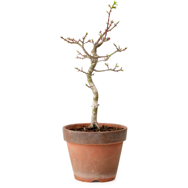 Acer palmatum Shishigashira, 36 cm, ± 12 anni, con nebari di 2,5 cm