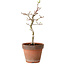 Acer palmatum Shishigashira, 36 cm, ± 12 years old, with a nebari of 2,5 cm