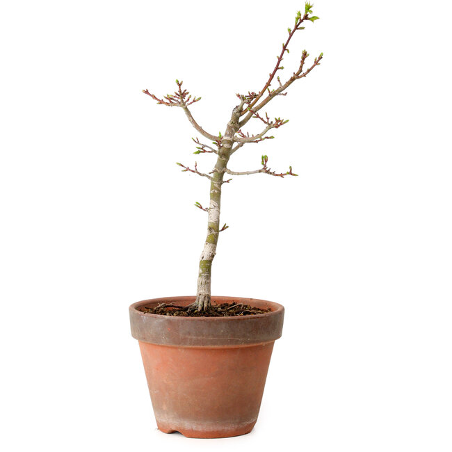 Acer palmatum Shishigashira, 36 cm, ± 12 Jahre alt, mit einem Wurzelhals von 2,5 cm