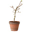 Acer palmatum Shishigashira, 36 cm, ± 12 anni, con nebari di 2,5 cm