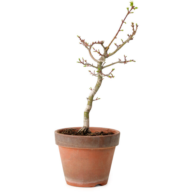 Acer palmatum Shishigashira, 36 cm, ± 12 años, con un nebari de 2,5 cm