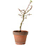 Acer palmatum Shishigashira, 36 cm, ± 12 anni, con nebari di 2,5 cm