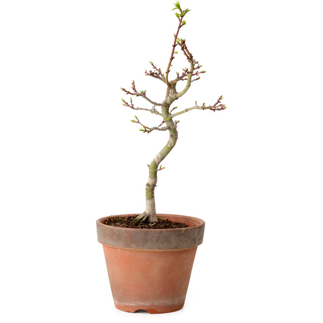 Acer palmatum Shishigashira, 36 cm, ± 12 anni, con nebari di 2,5 cm