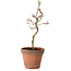 Acer palmatum Shishigashira, 36 cm, ± 12 anni, con nebari di 2,5 cm