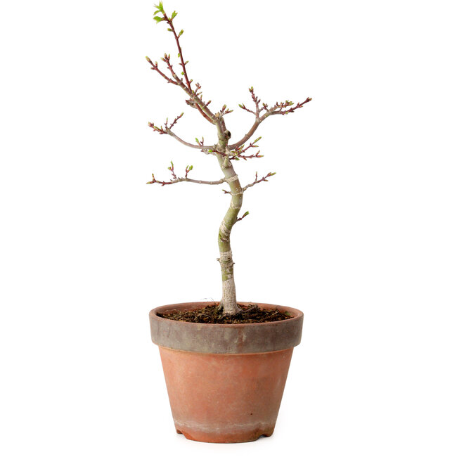 Acer palmatum Shishigashira, 36 cm, ± 12 ans, avec un nebari de 2,5 cm