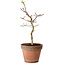 Acer palmatum Shishigashira, 36 cm, ± 12 years old, with a nebari of 2,5 cm