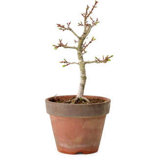Acer palmatum Shishigashira, 26 cm, ± 12 years old
