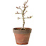 Acer palmatum Shishigashira, 26 cm, ± 12 Jahre alt, mit einem Wurzelhals von 2,5 cm