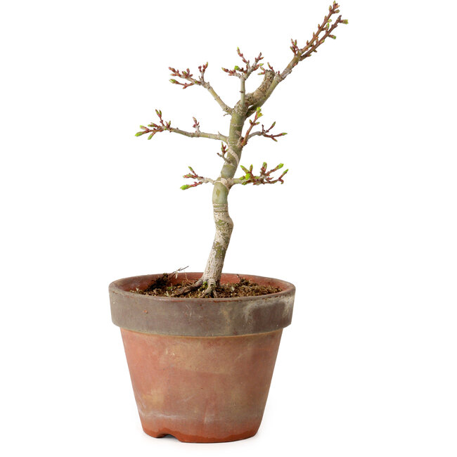 Acer palmatum Shishigashira, 26 cm, ± 12 anni, con nebari di 2,5 cm