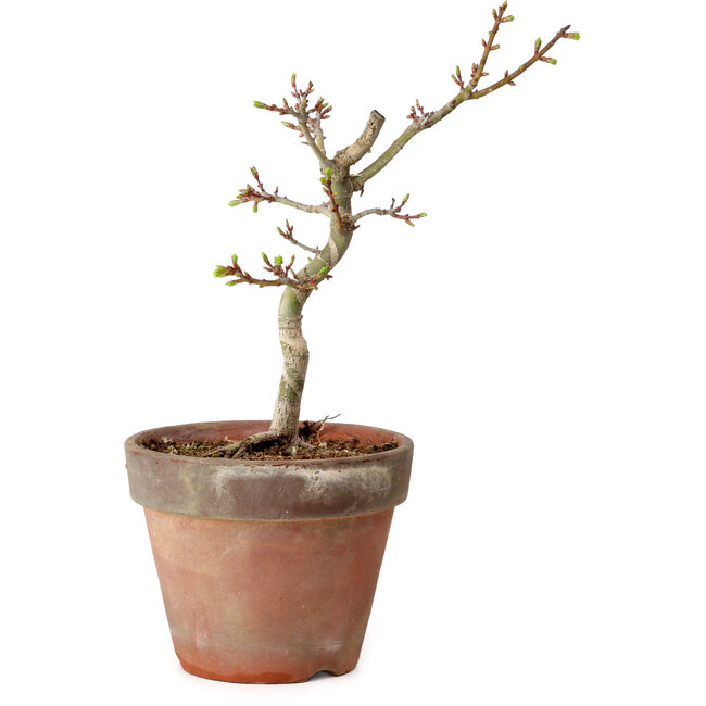 Acer palmatum Shishigashira, 26 cm, ± 12 años, con un nebari de 2,5 cm