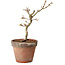 Acer palmatum Shishigashira, 26 cm, ± 12 anni, con nebari di 2,5 cm