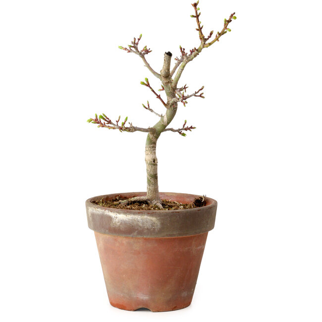 Acer palmatum Shishigashira, 26 cm, ± 12 anni, con nebari di 2,5 cm