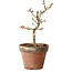 Acer palmatum Shishigashira, 26 cm, ± 12 ans, avec un nebari de 2,5 cm