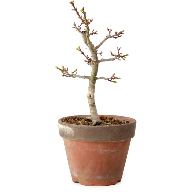 Acer palmatum Shishigashira, 26 cm, ± 12 años, con un nebari de 2,5 cm