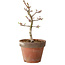 Acer palmatum Shishigashira, 26 cm, ± 12 anni, con nebari di 2,5 cm