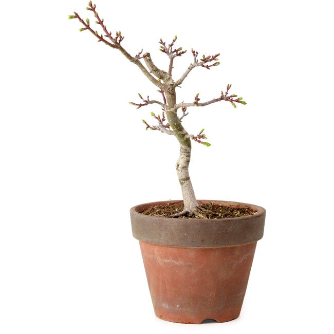 Acer palmatum Shishigashira, 26 cm, ± 12 years old, with a nebari of 2,5 cm